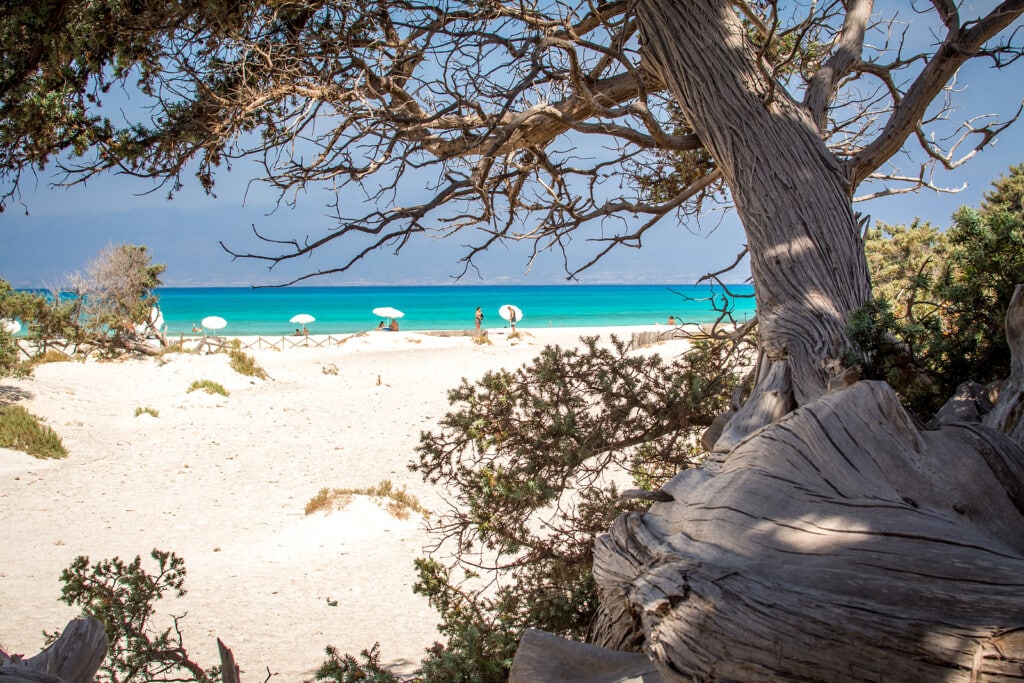 Detail Of A Dried Up Cedar Tree ,white Sand,blue Water,beach ,ch