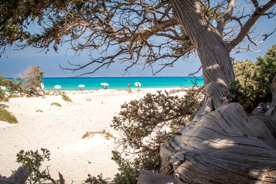 Detail Of A Dried Up Cedar Tree ,white Sand,blue Water,beach ,ch